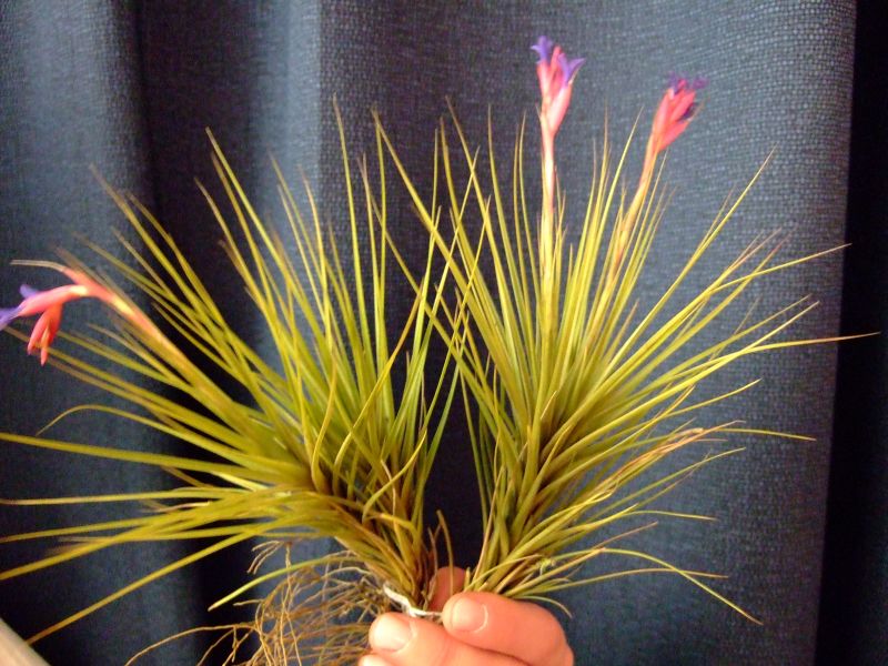 Tillandsia sp.