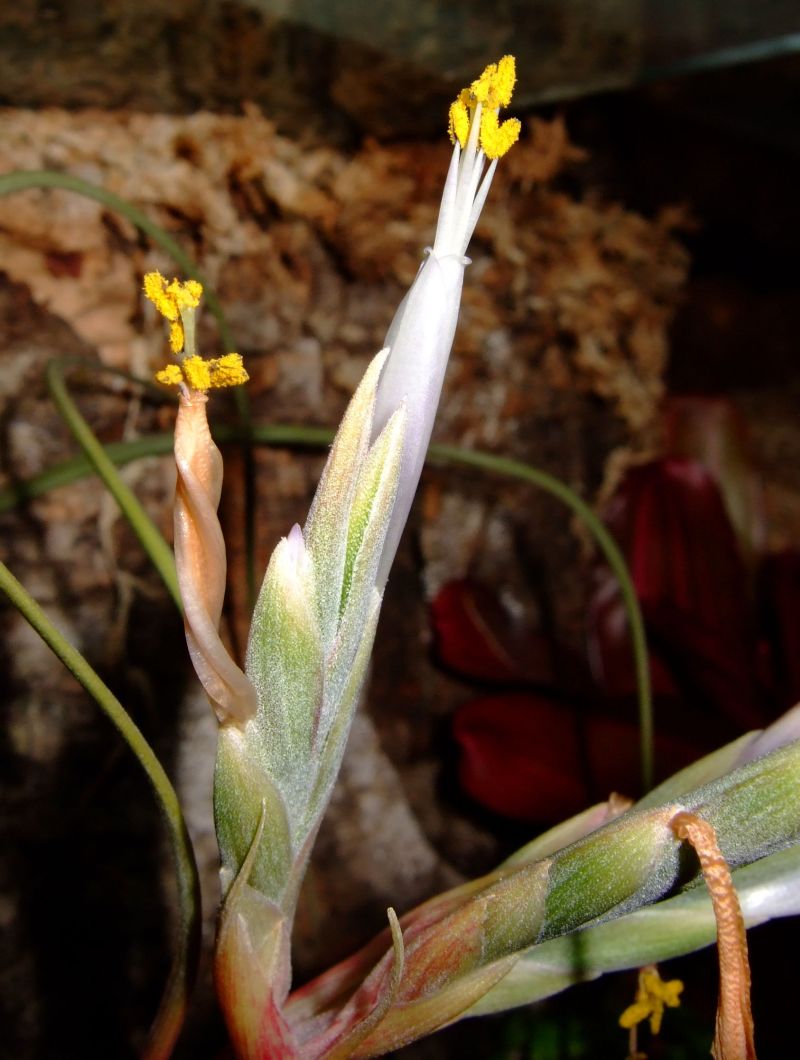 Tillandsia sp. -  flower