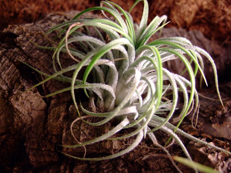 Tillandsia ionantha